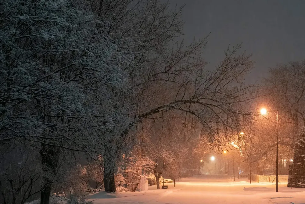 nieveddred